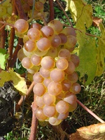 vendanges-5.jpg