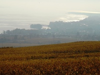 vendanges-10.jpg