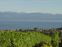 vignes-2-08-8-05.jpg