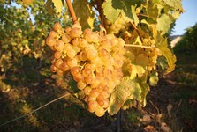 chasselas-10-09.jpg