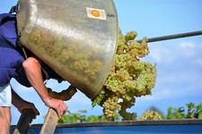 Qualité magnifique du chasselas 2015